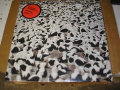Stella Donnelly – Flood LP new sealed Secretly Canadian red vinyl indie rock pop